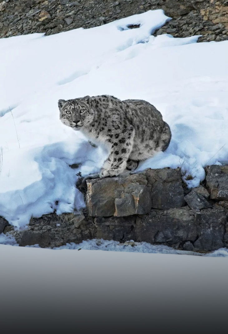 Snow Leopard Expedition